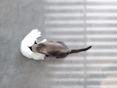 -飞行喵MR PILOT|猫舍·猫咖(静安大融城店)