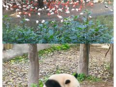 -广州长隆野生动物世界