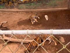 -西霞口神雕山野生动物世界