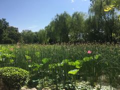 -莲湖公园