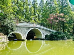 -水杉园