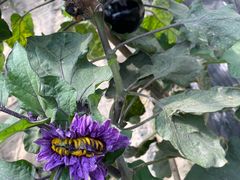 -甜心庄园·甜心草莓采摘园(西青中北店)