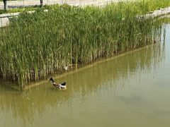 -大望京公园