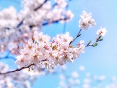-顾村公园