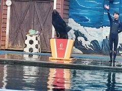 -西安曲江海洋极地公园