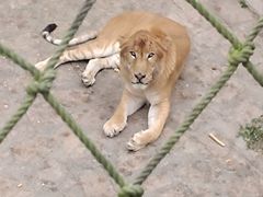 -西霞口神雕山野生动物世界