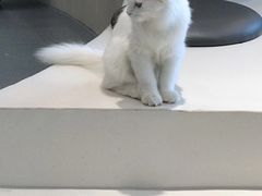 -飞行喵MR PILOT|猫舍·猫咖(静安大融城店)