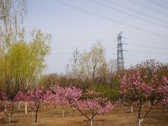 -永定河休闲森林公园
