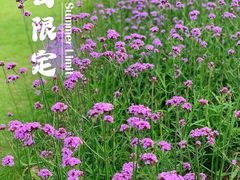 -上海滨江森林公园