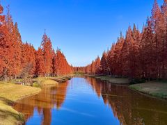 -黄海国家森林公园