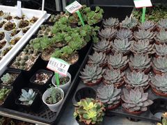 -龙大花卉苗木市场