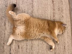 -瑞派申生动物医院·24H夜诊·国际动物医疗中心·骨外科(吴中路店)