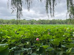 -长春市南湖公园