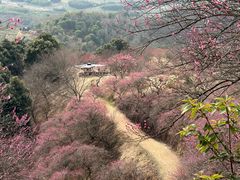 -新建村梅花