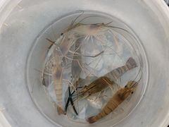 -DGE季风钓虾营地·团建·聚会