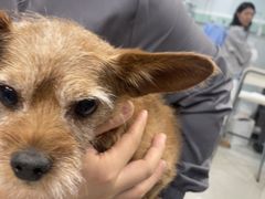 -北京派仕佳德动物医院·超导核磁·CT·神经科·骨科·内外科·急重症管理中心