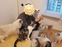 -有喵·猫咖·狗咖·30几只猫10只小狗(岗厦店)