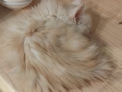 -爪爪喵星球·猫舍(卓悦中心店)