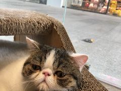 -瞄一喵猫咖(格力海岸店)