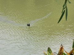 -九科绿洲