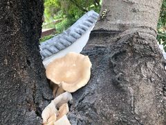 -松山湖梦幻百花洲