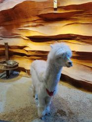 -酷嗒动物文化乐园(cutezoo西溪乐天城店)