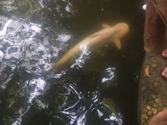 -绿光森林餐厅