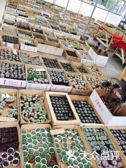 龙大花卉市场-图片-上海购物-大众点评网
