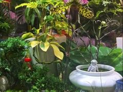 -花鸟鱼虫鲜花绿植市场(玉泉路店)