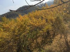 -千年银杏谷文化旅游区