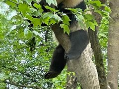 -都江堰中华大熊猫苑