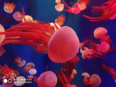 -成都浩海立方海洋公园