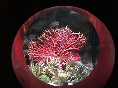 -暹罗海洋世界