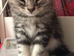 -纳吉亚猫专科动物诊疗中心(蒋宅口分院)