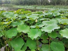 -东郊湿地公园