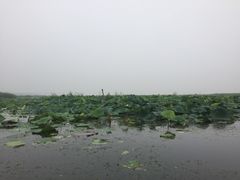 -白洋淀景区