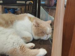 -喵园·猫主题咖啡厅·撸猫·猫咖(国贸店)