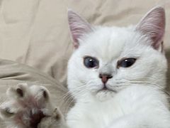 -lincat·猫舍(广州店)
