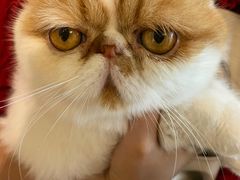 -喵屿·大理花园猫咖