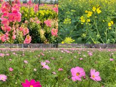 -天适樱花悠乐园