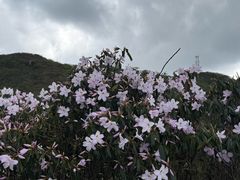 -大围山国家森林公园
