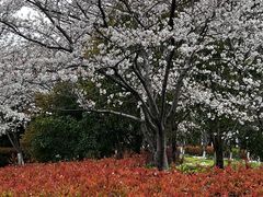 -高东镇樱花园