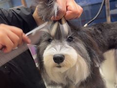 -FAELING PETS美天灵宠物(富力广场店)