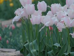 -洛阳郁金香牡丹园