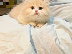 -欣宠猫屋·矮脚拿破仑·蓝金金渐层