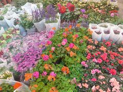-双季花艺园艺市场(浦东店)