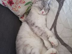 -安安宠医·安宠宠物医院