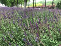 -北运河水利风景区