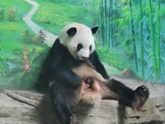 -灵玲国际马戏城