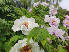 -洛阳郁金香牡丹园